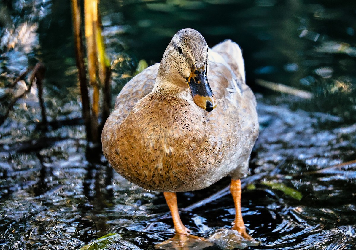 Mallard (Domestic type) - ML645481589