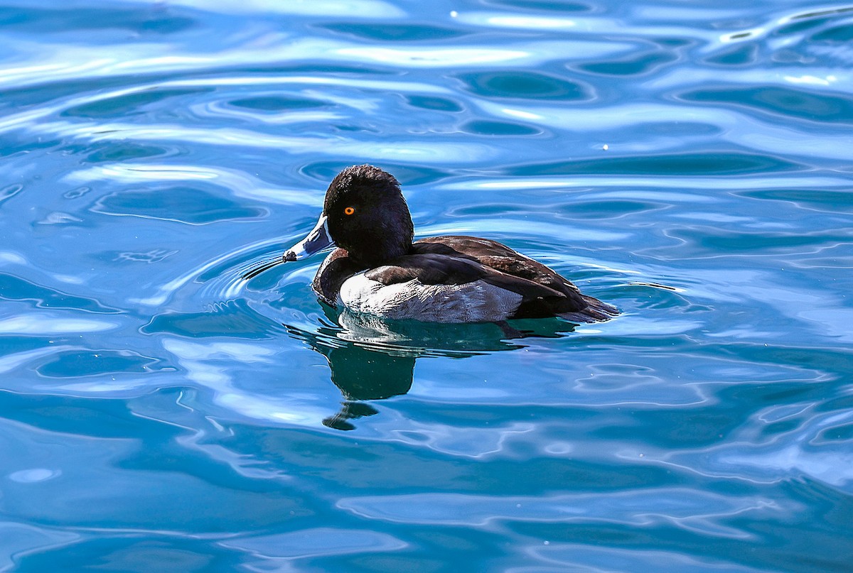 Ring-necked Duck - ML645481609