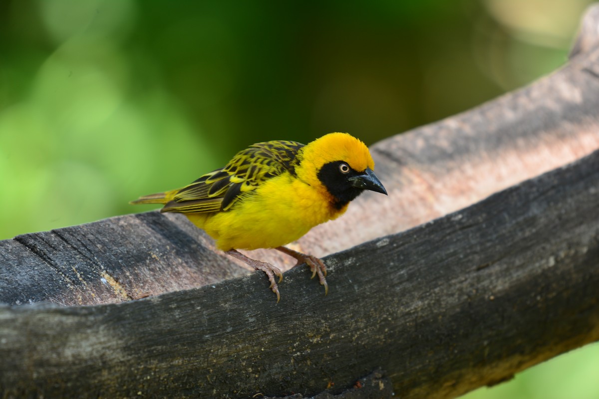 Speke's Weaver - ML645481612