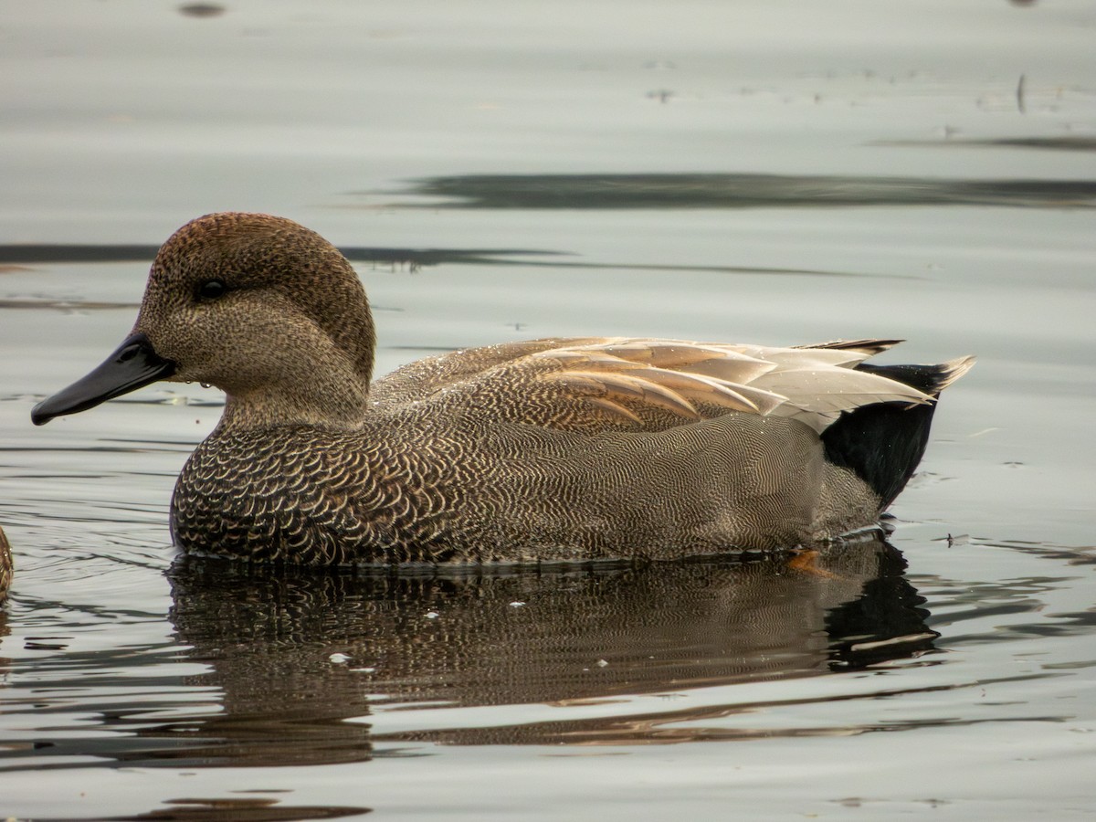 Серая утка - ML645481614