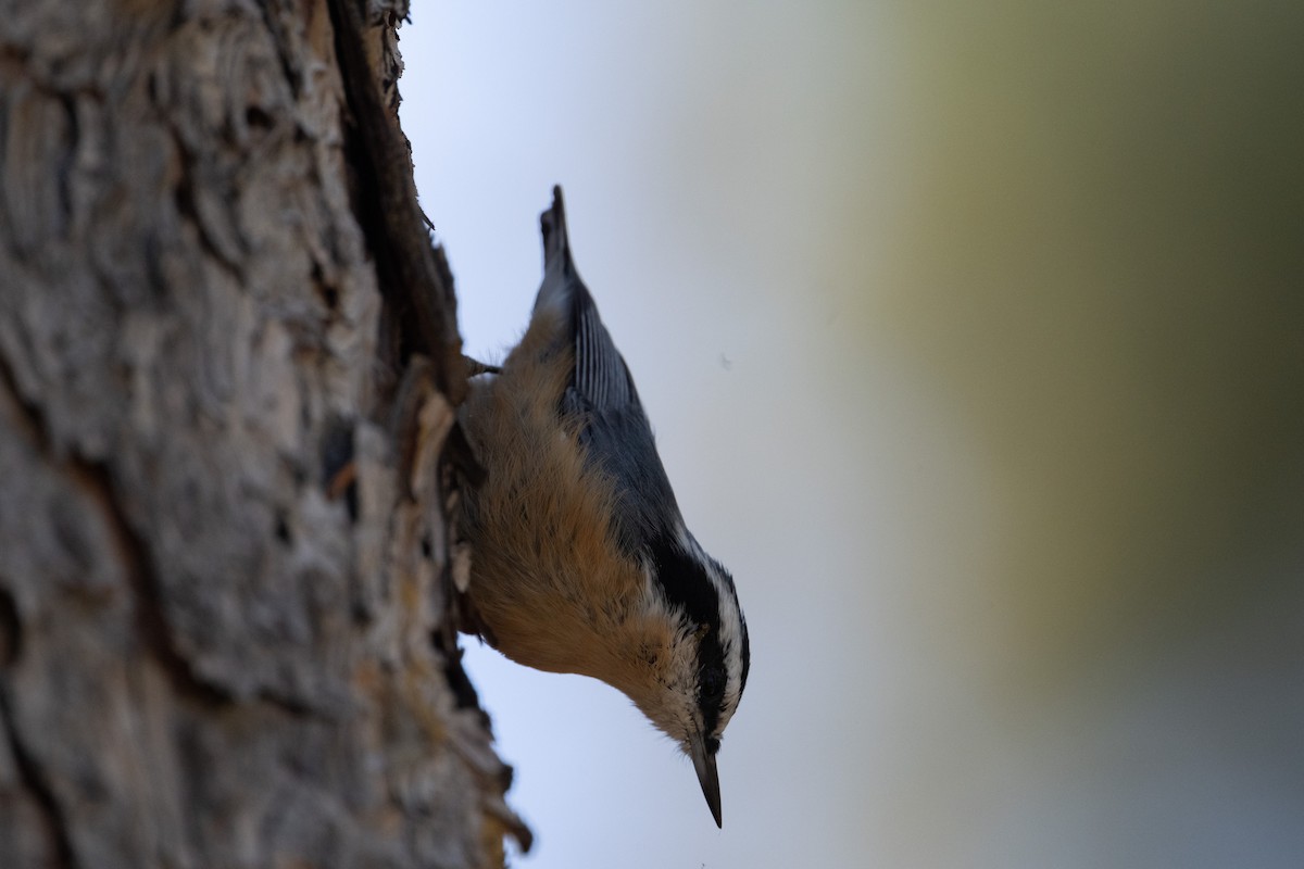 Red-breasted Nuthatch - ML645481616