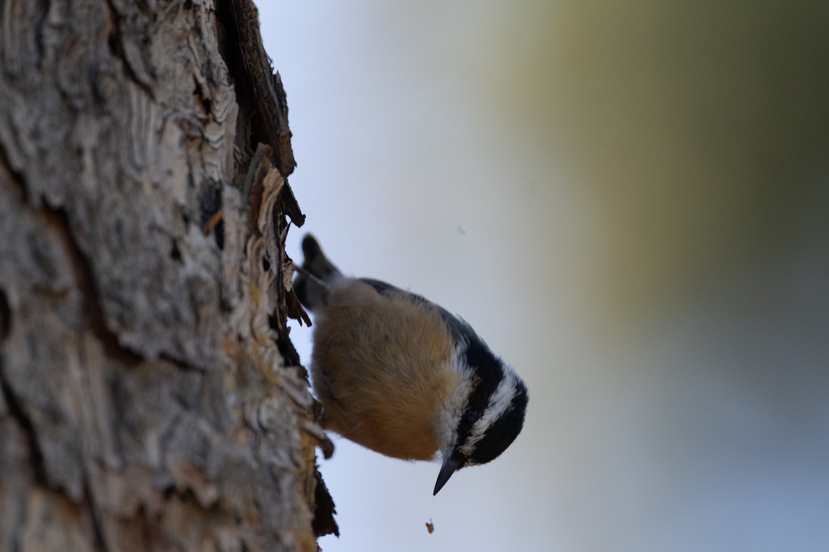 Red-breasted Nuthatch - ML645481618