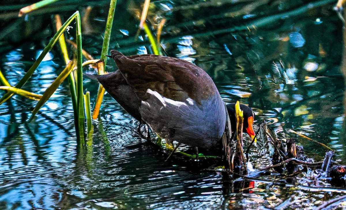 Amerika Sutavuğu - ML645481619