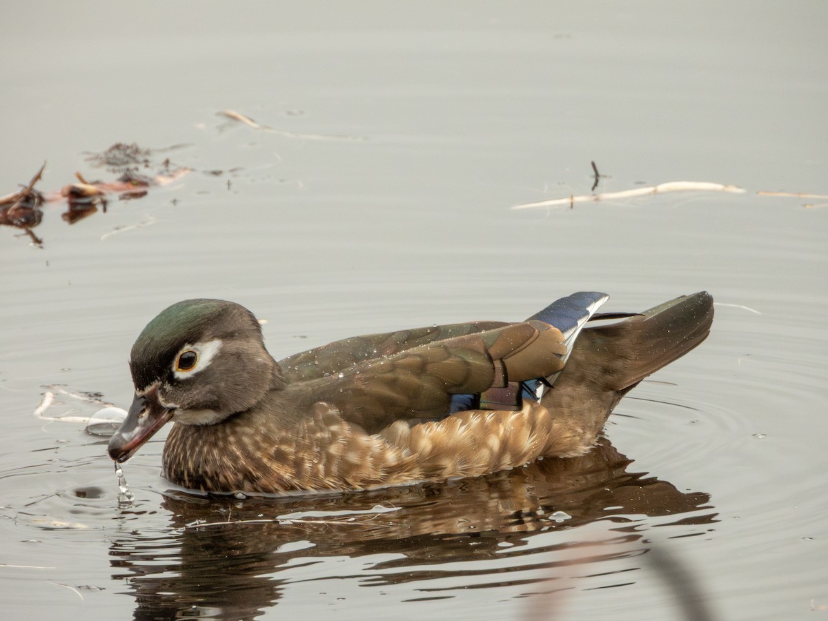 Wood Duck - ML645481620