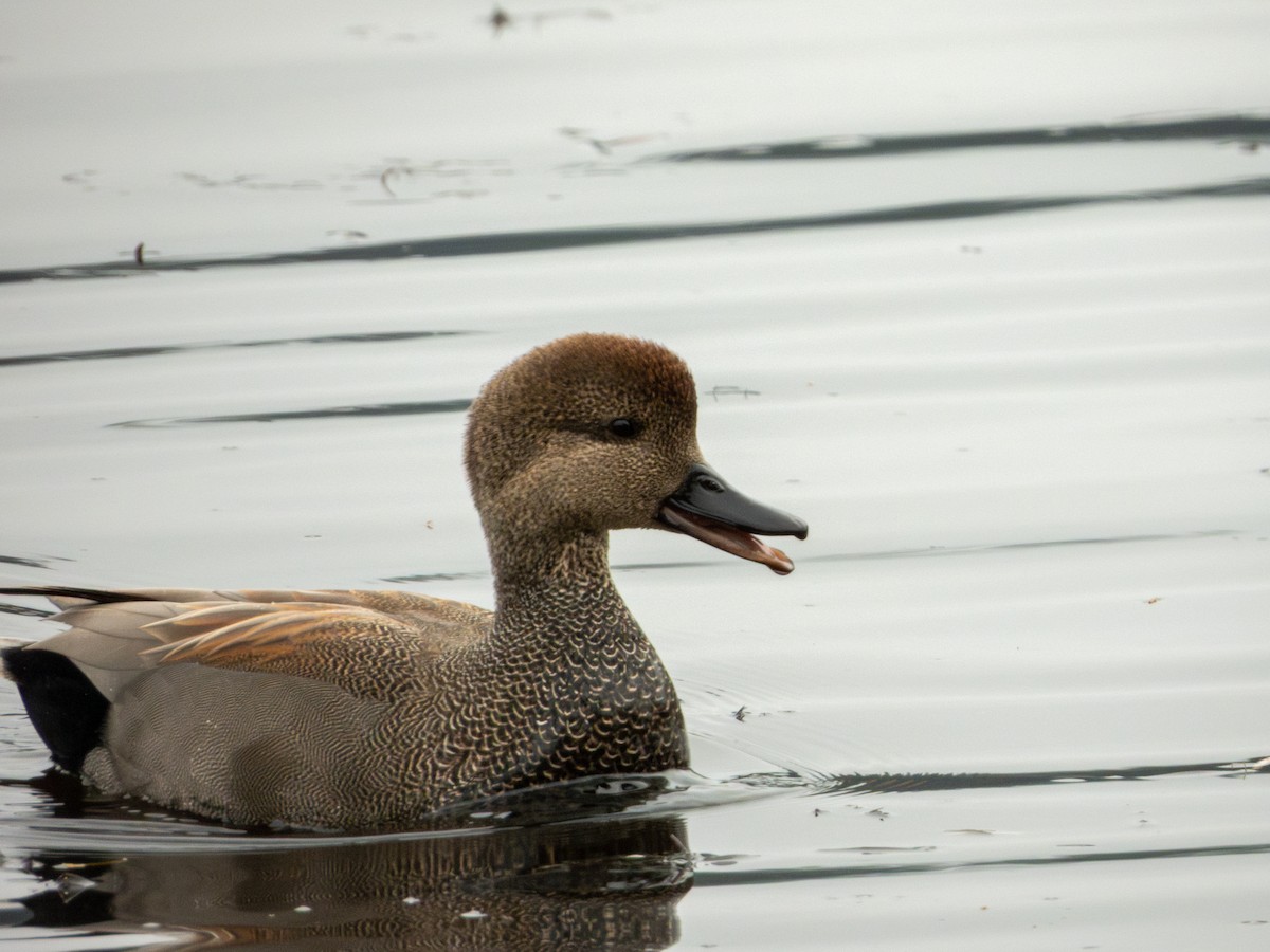 Серая утка - ML645481622