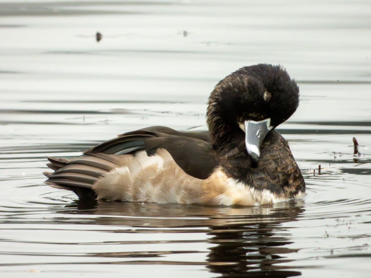 Ring-necked Duck - ML645481624