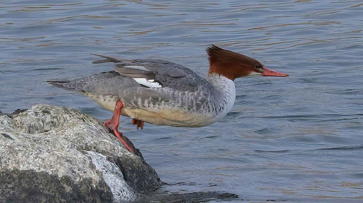 Common Merganser - ML645481625