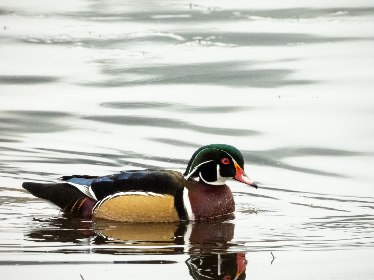 Wood Duck - ML645481626