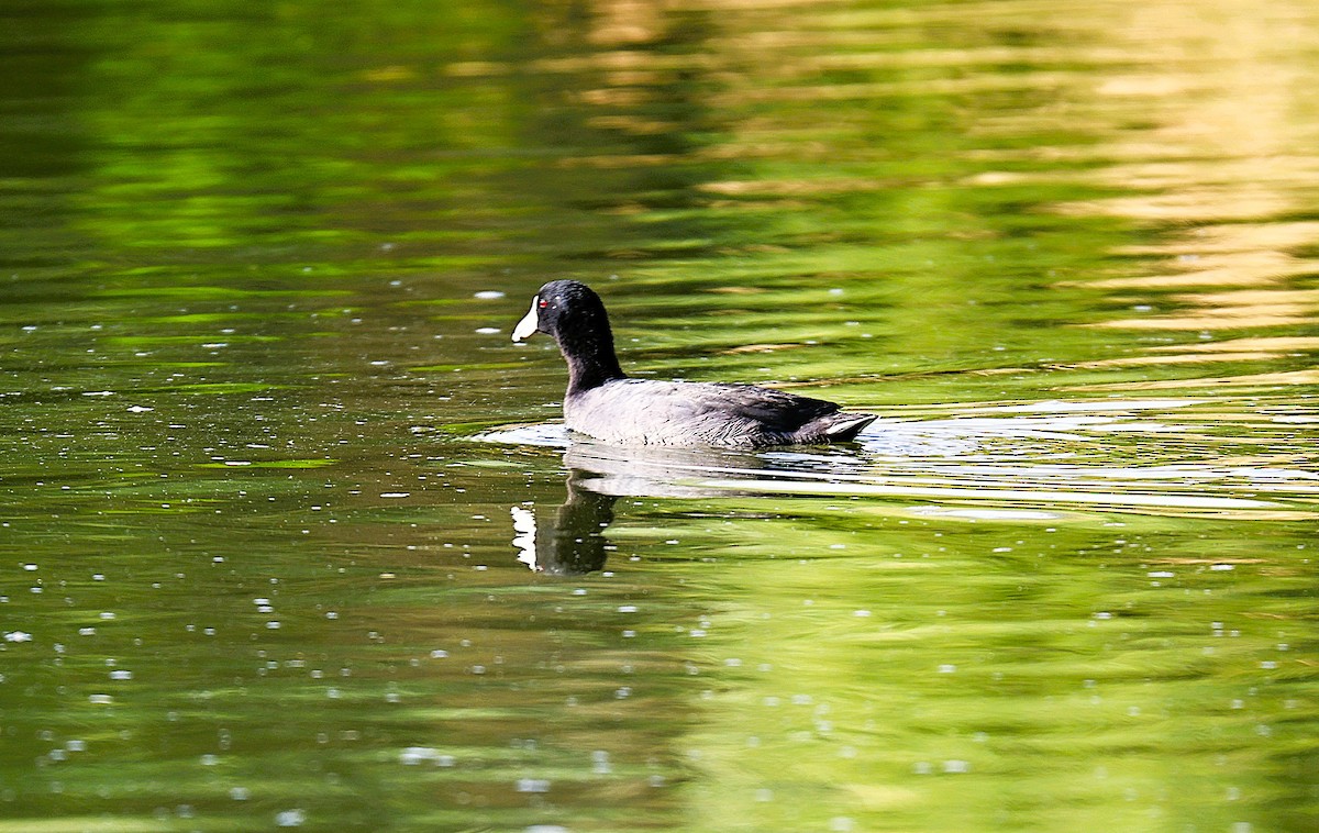 American Coot - ML645481627
