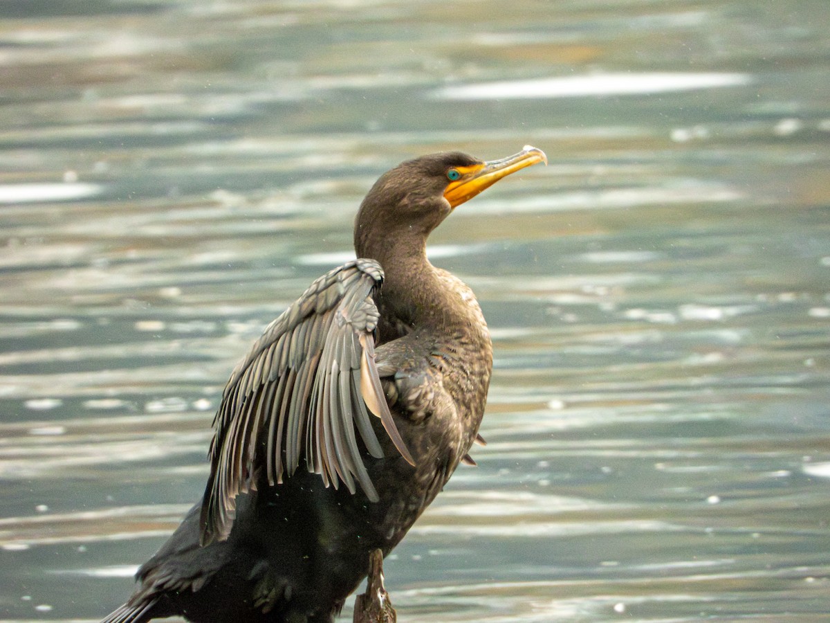 Double-crested Cormorant - ML645481628