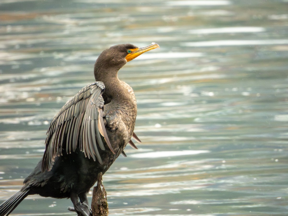 Double-crested Cormorant - ML645481629