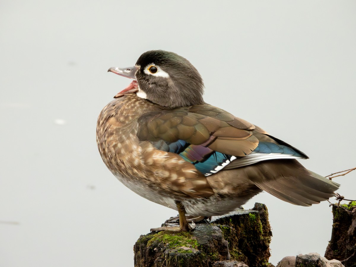 Wood Duck - ML645481631