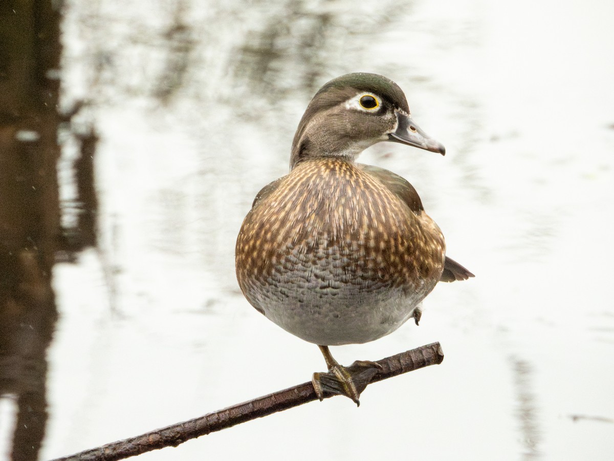 Wood Duck - ML645481633