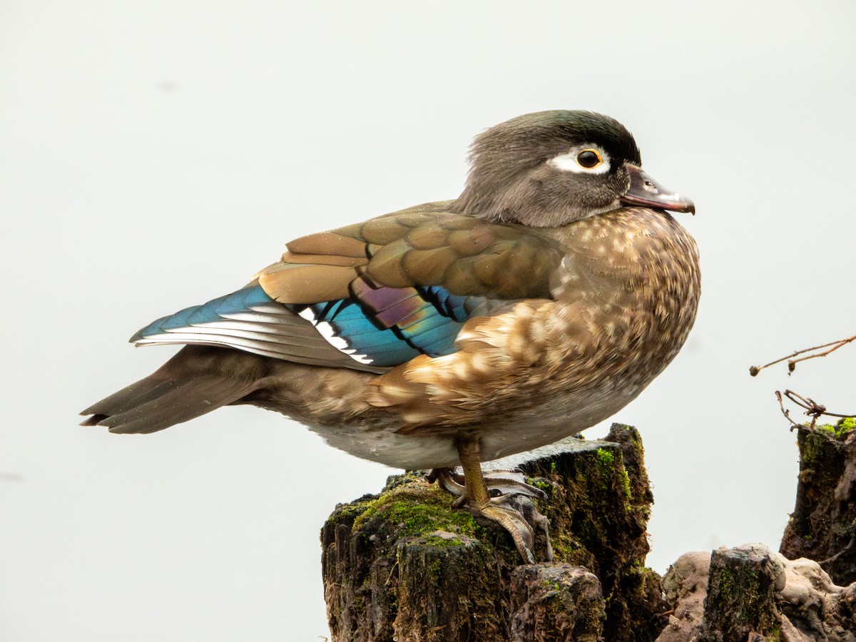 Wood Duck - ML645481634