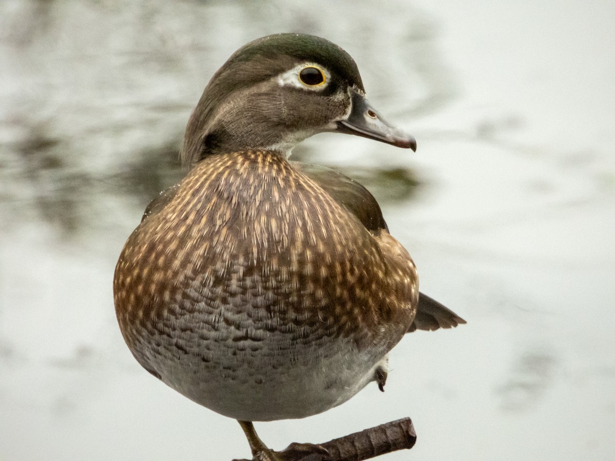 Wood Duck - ML645481635