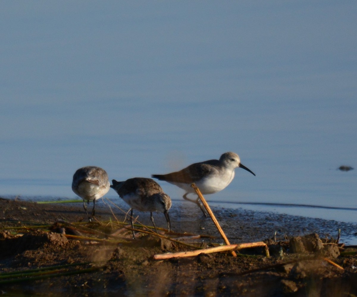 Curlew Sandpiper - ML645481637