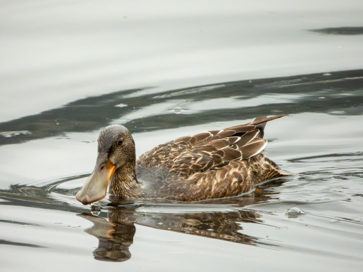 Northern Shoveler - ML645481638