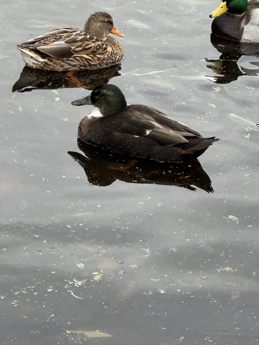 Mallard - ML645481639