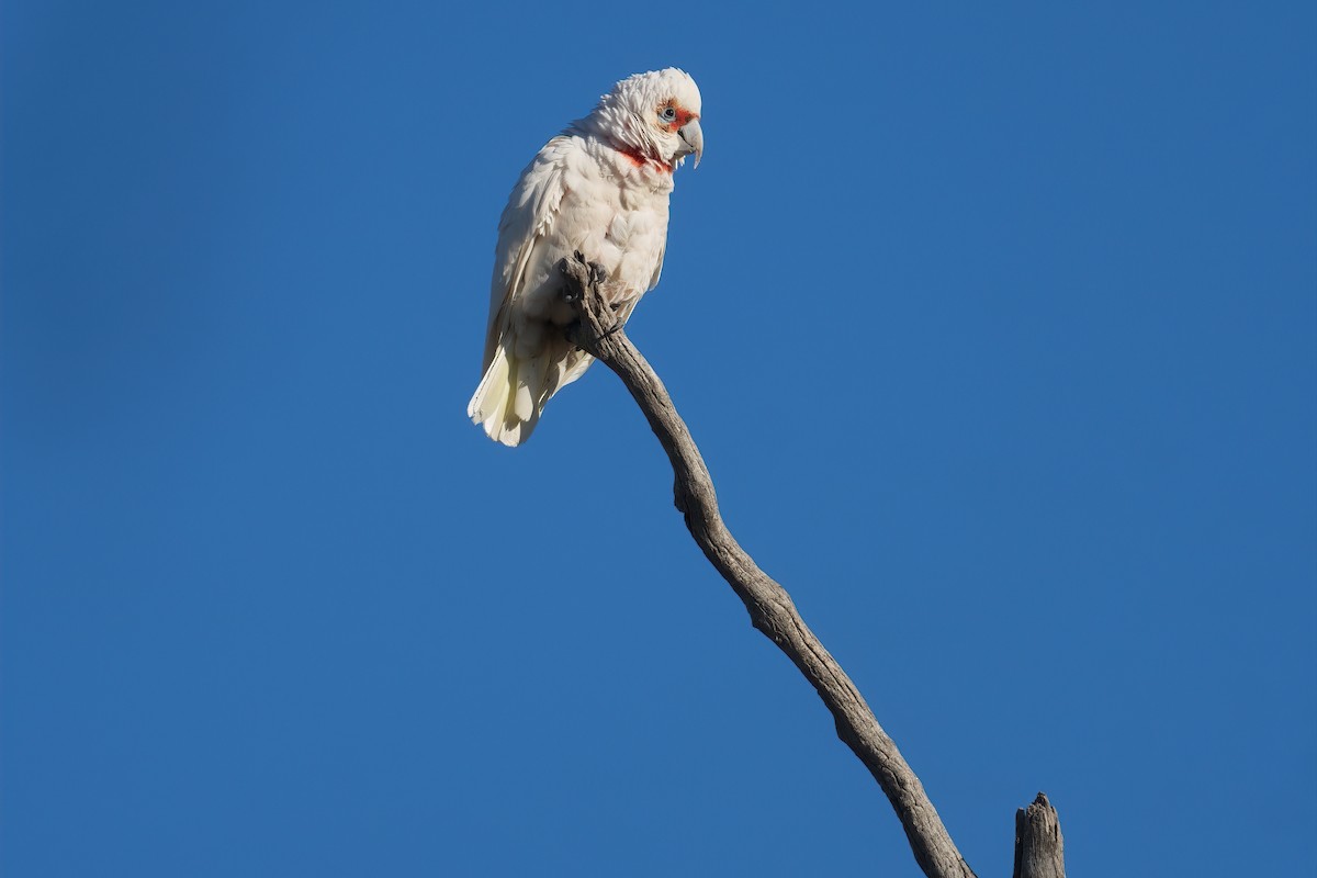 Long-billed Corella - ML645481640