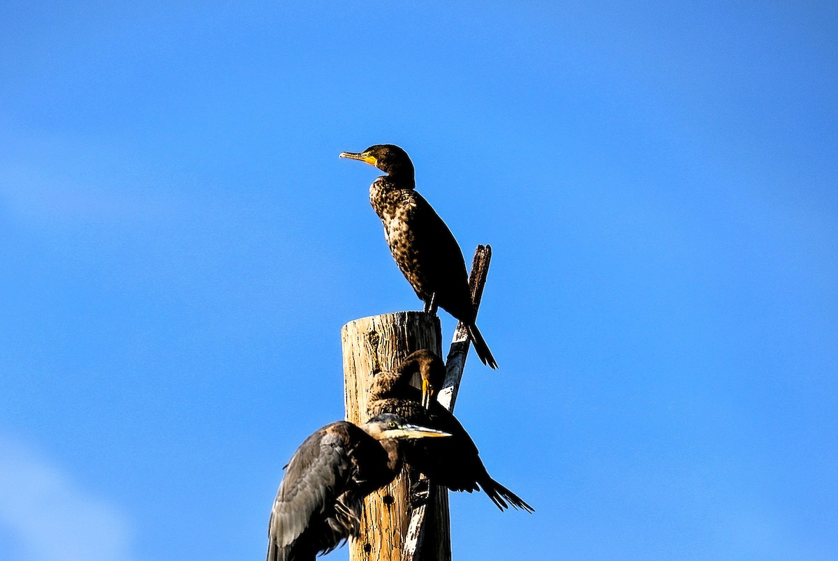 Double-crested Cormorant - ML645481641