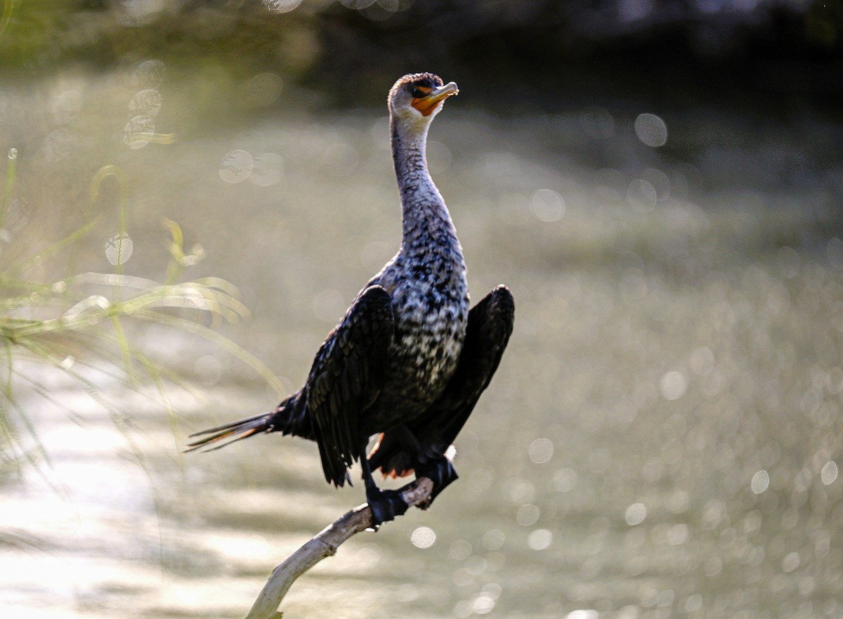 Double-crested Cormorant - ML645481642