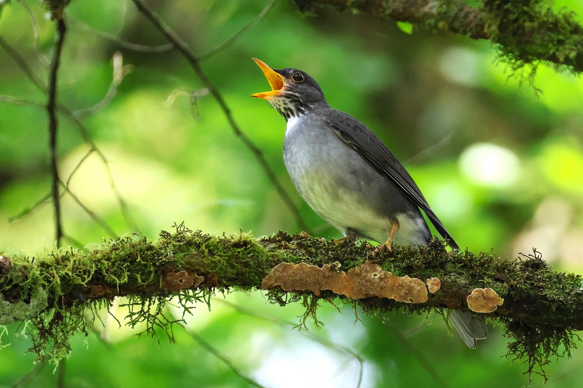 Blacksmith Thrush - ML645481644