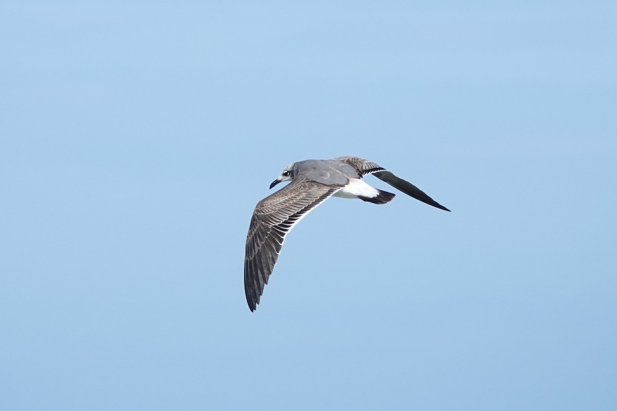 Laughing Gull - ML645481645