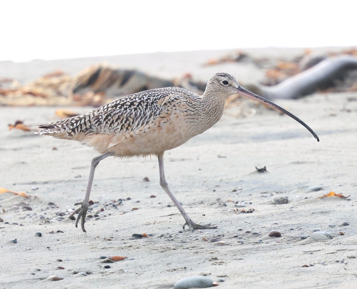 Long-billed Curlew - ML645481647