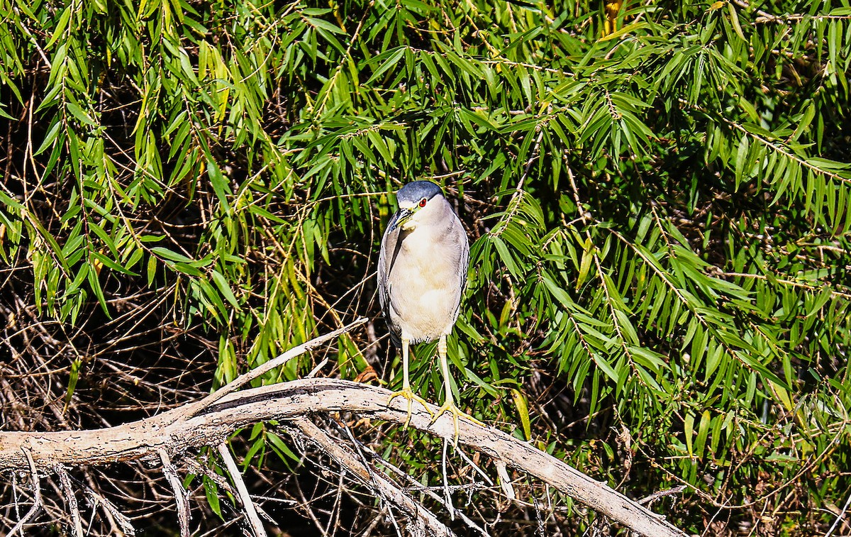 Black-crowned Night Heron - ML645481649