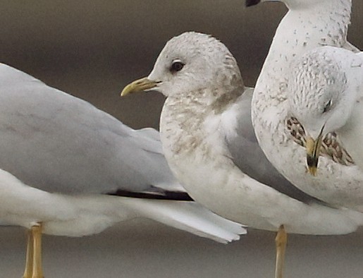 Short-billed Gull - ML645481651