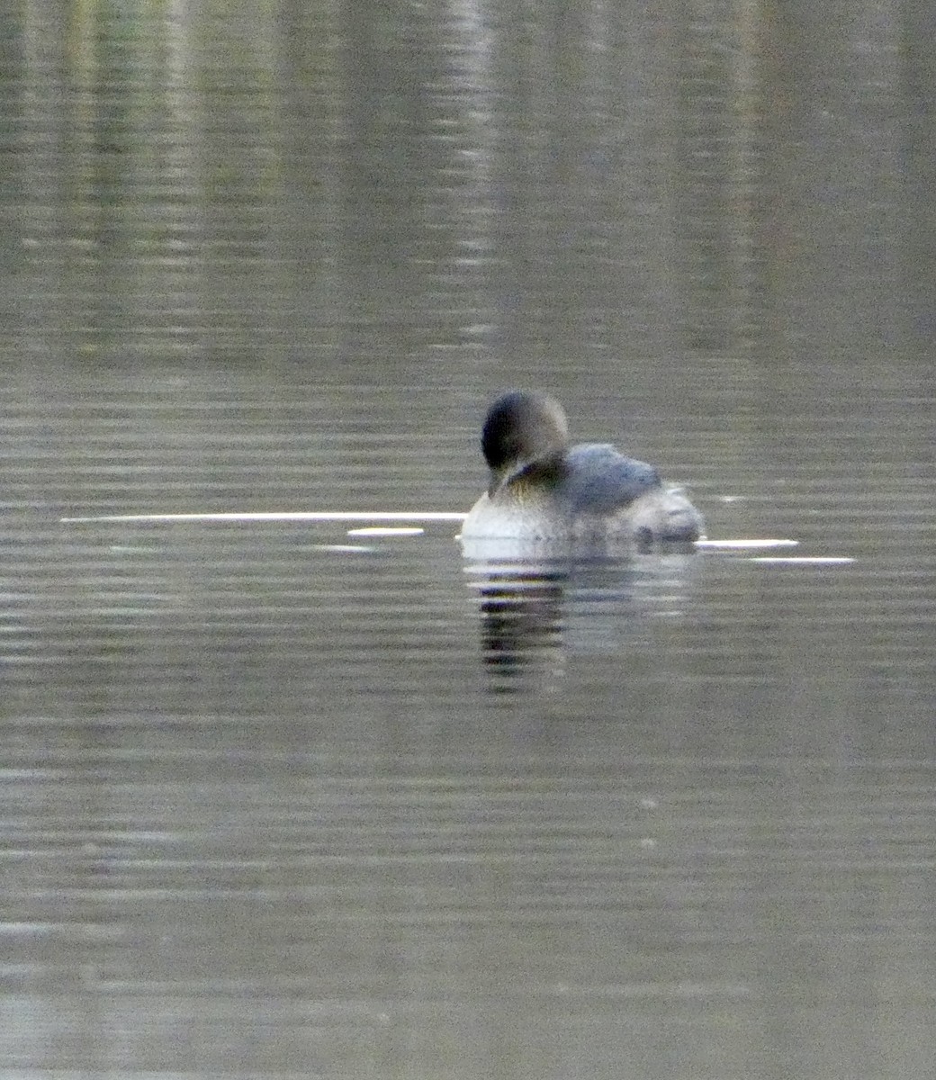Pied-billed Grebe - ML645481652