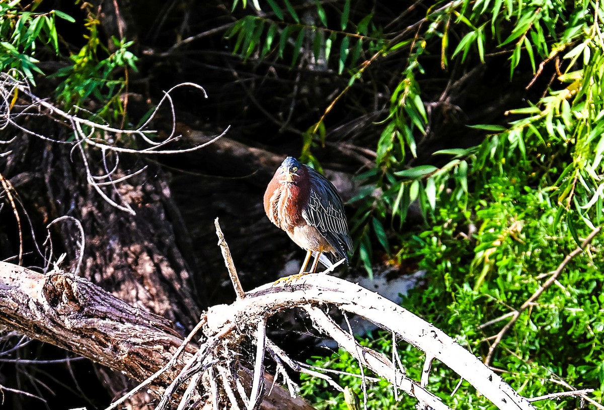 Green Heron - ML645481666