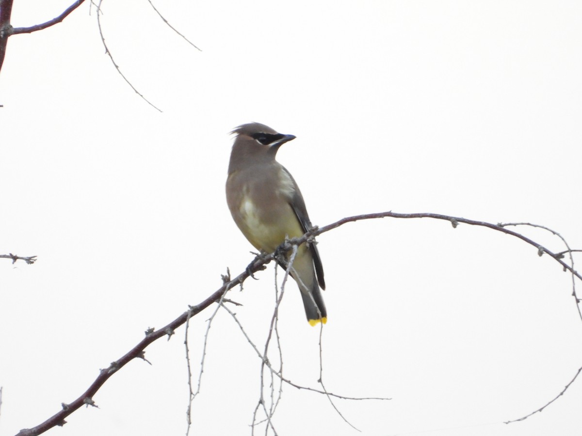 Cedar Waxwing - ML645481667
