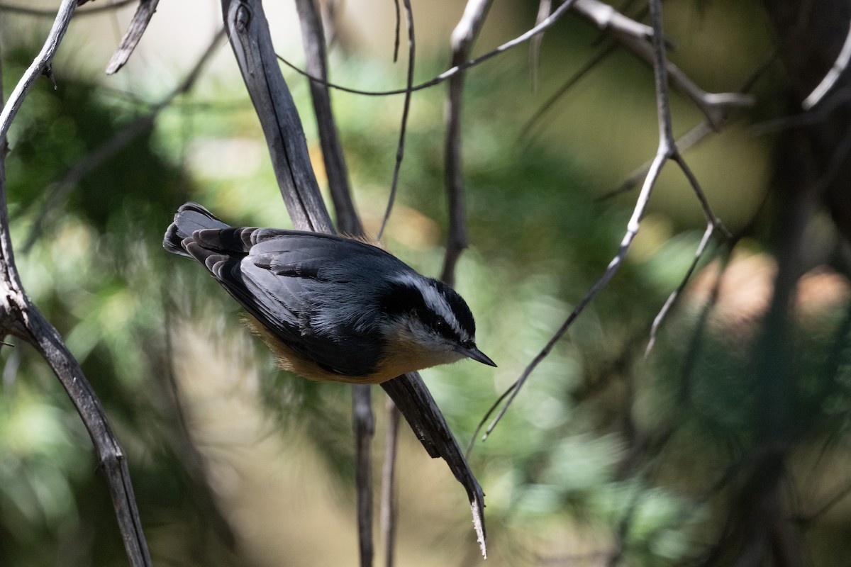 Red-breasted Nuthatch - ML645481668