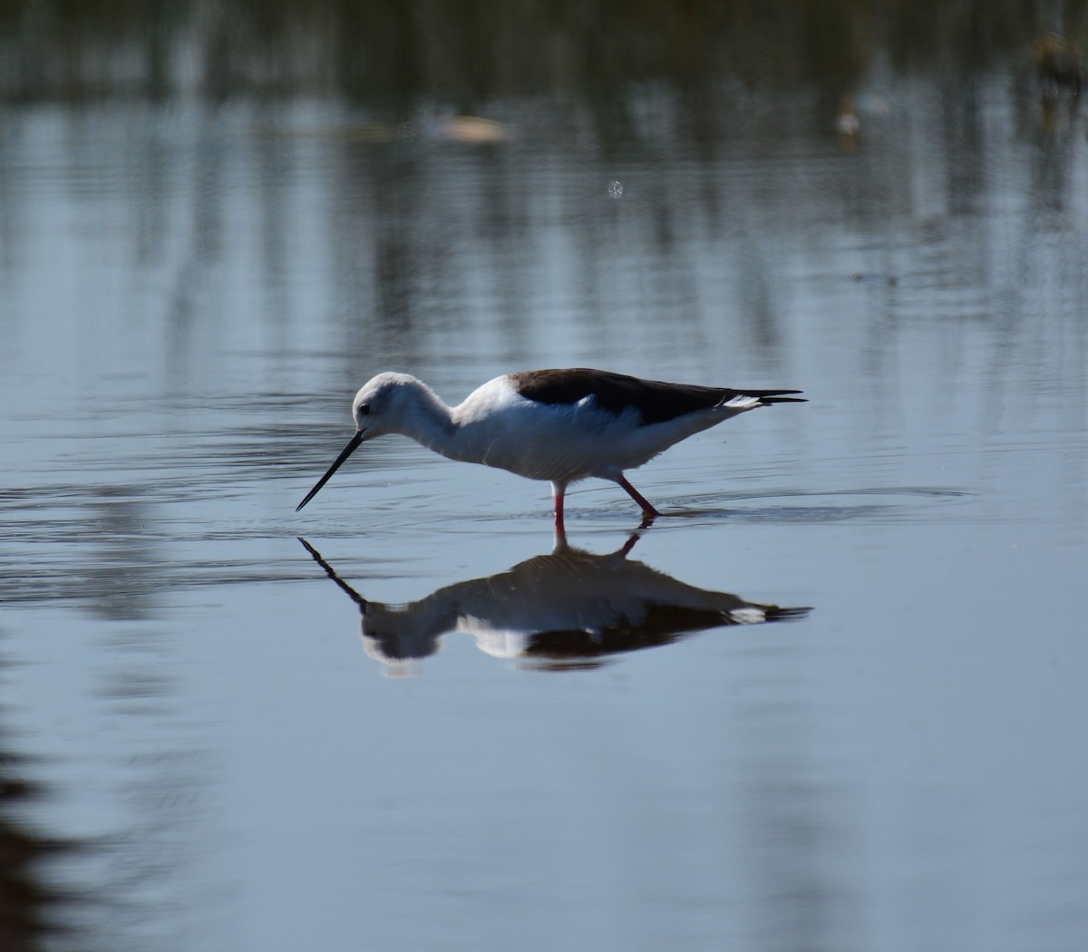 Zankaluze eurasiarra - ML645481684