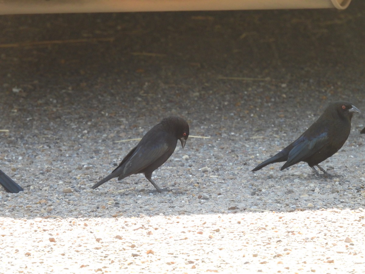 Bronzed Cowbird - ML645481688