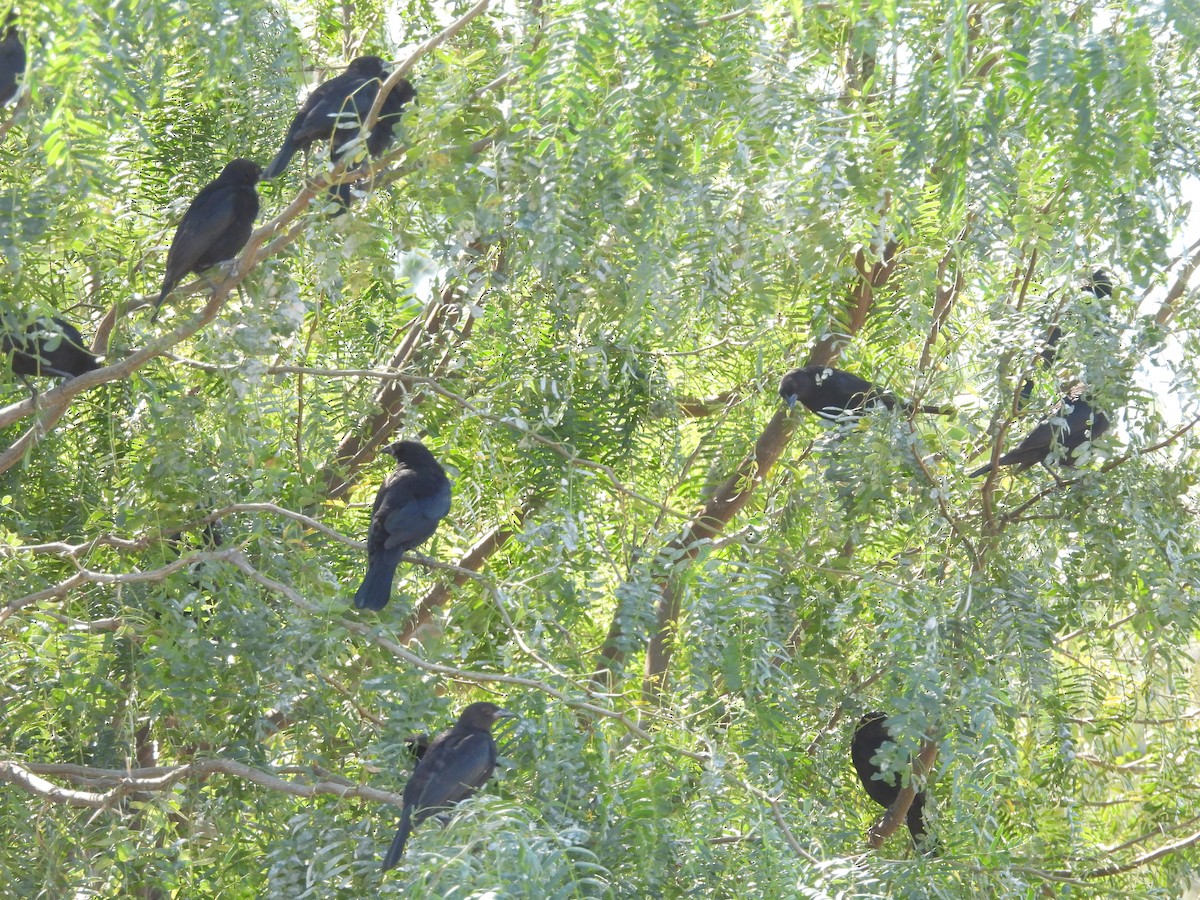 Bronzed Cowbird - ML645481690