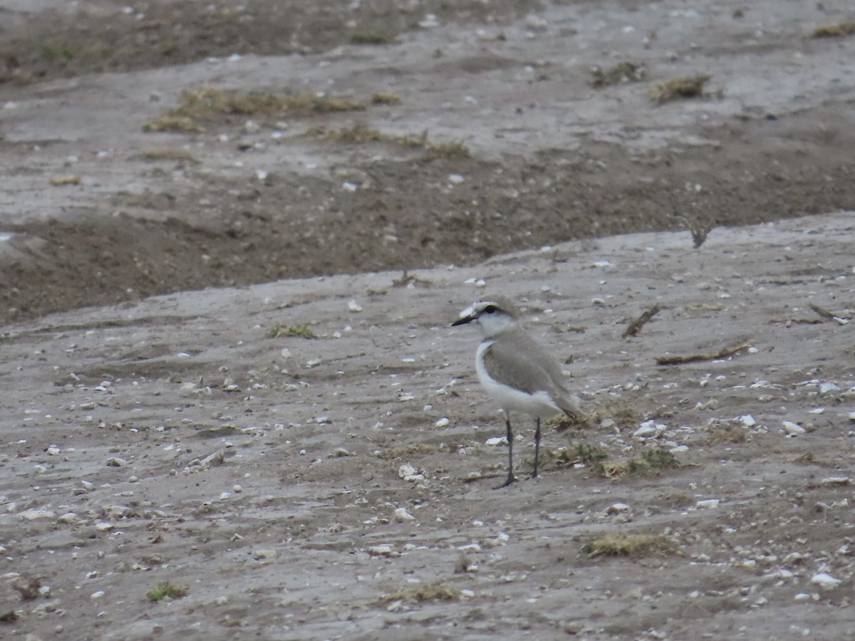 Chestnut-banded Plover - ML645481698
