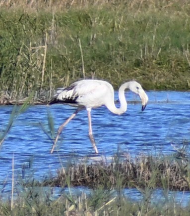 大紅鸛 - ML645481699