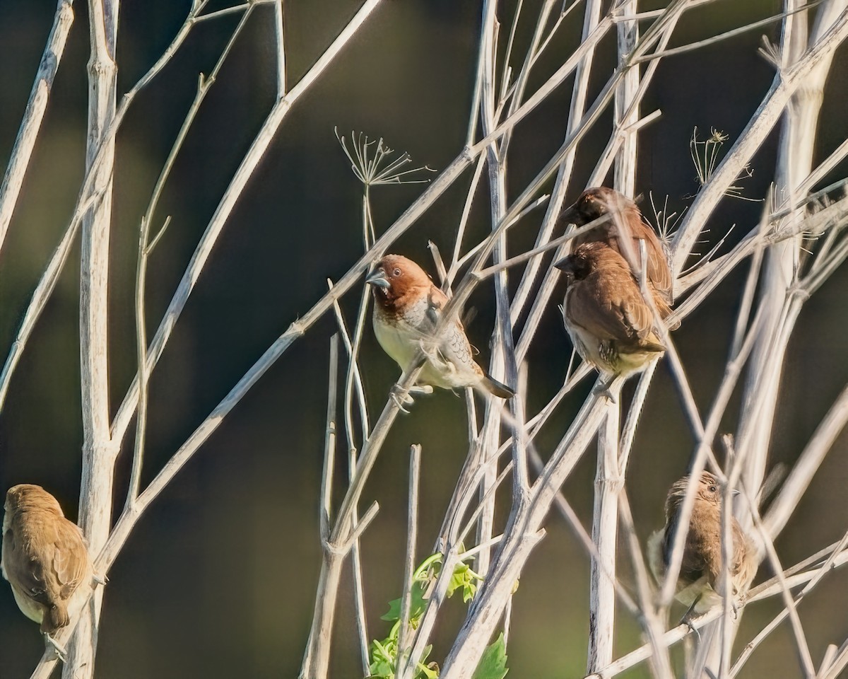 Scaly-breasted Munia - ML645481700