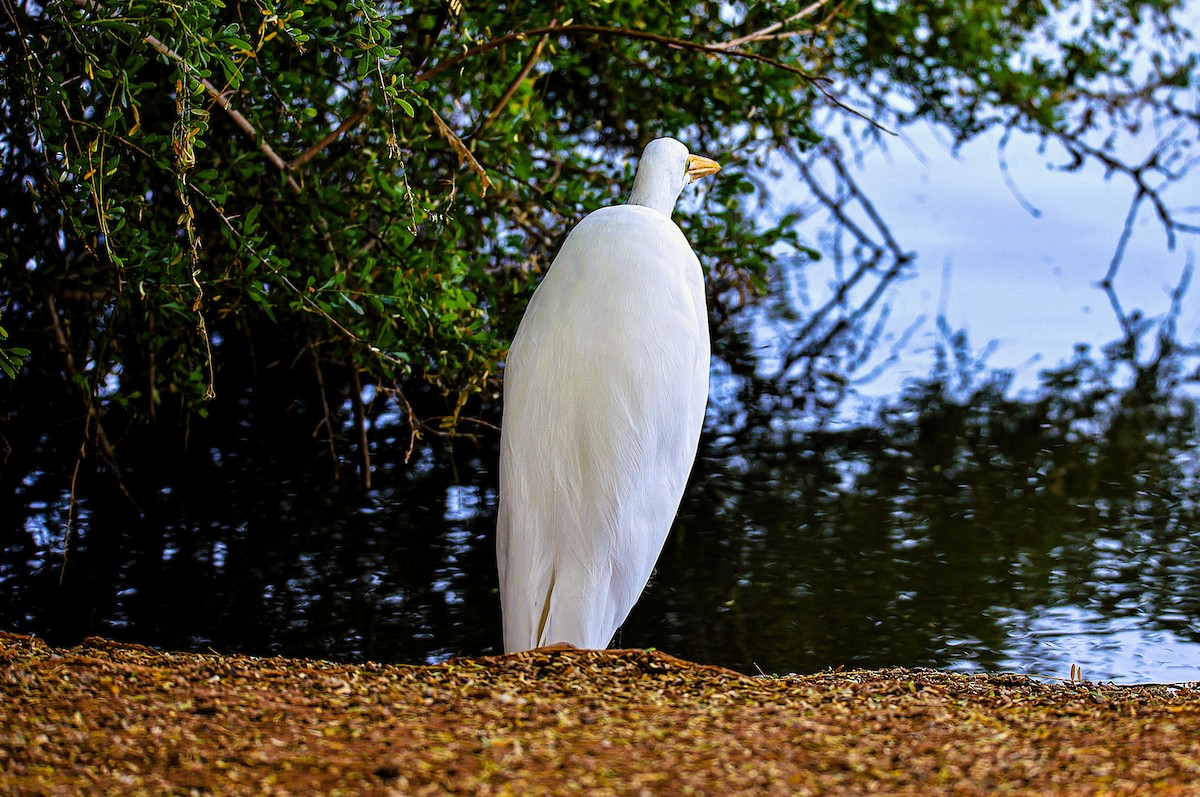 Garceta Grande - ML645481701