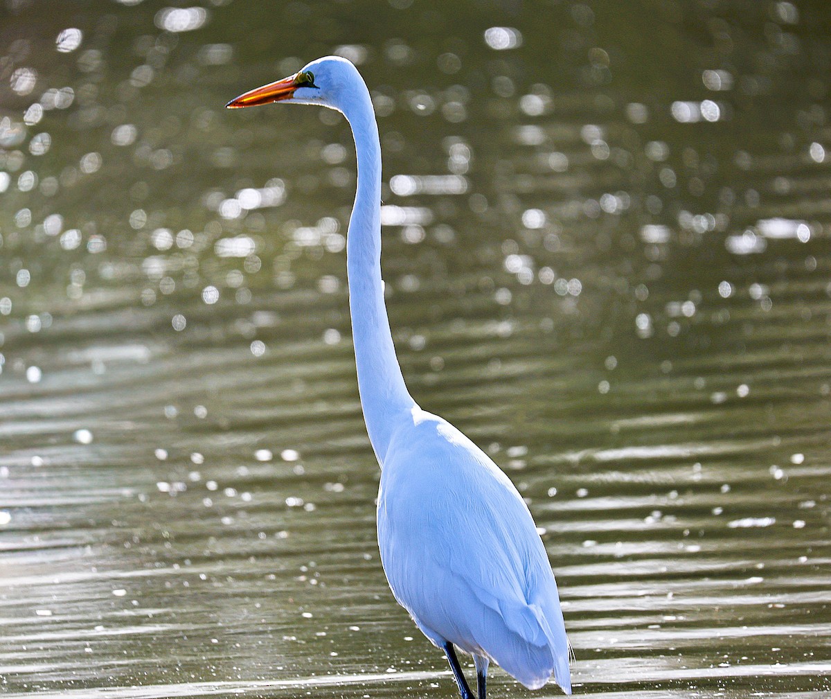 Garceta Grande - ML645481702