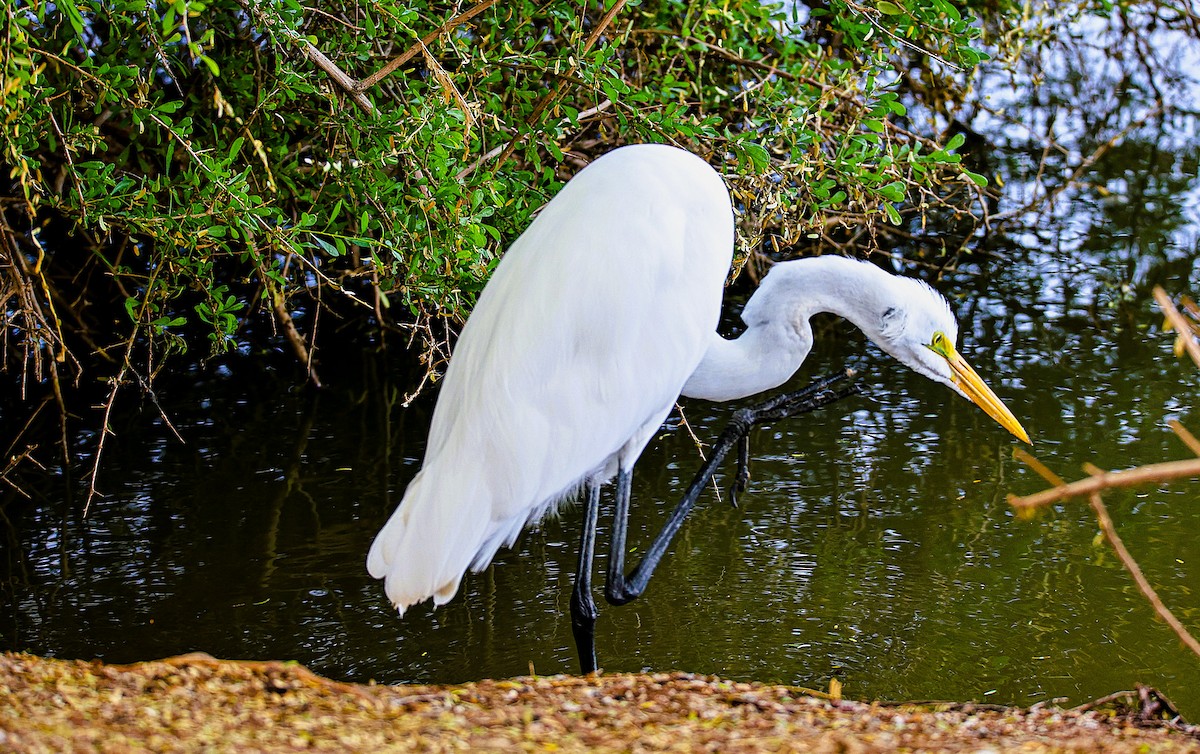 Garceta Grande - ML645481703