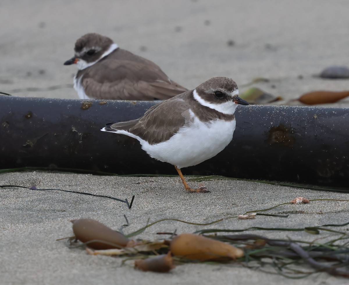 Semipalmated Plover - ML645481715