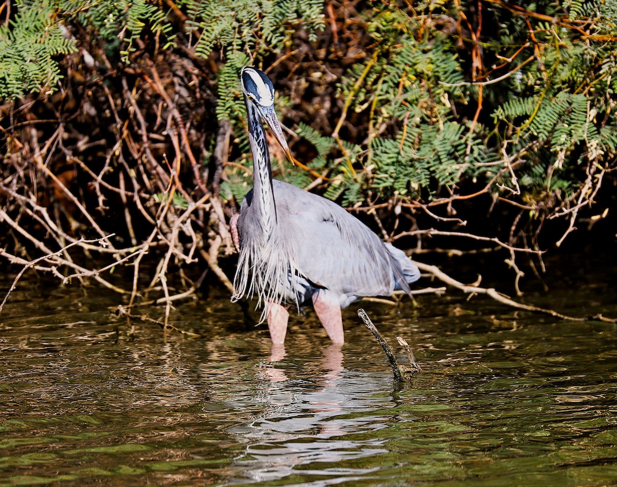 Great Blue Heron - ML645481717