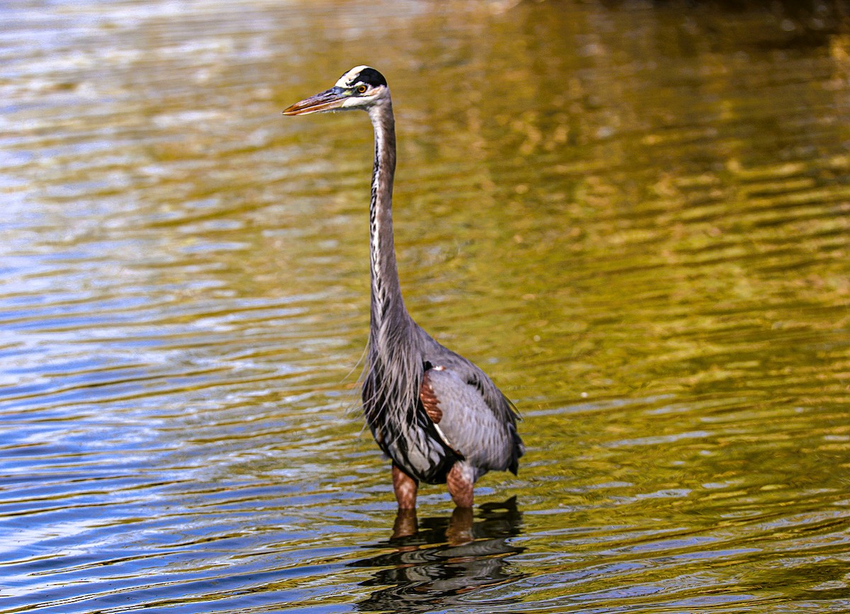 Great Blue Heron - ML645481718