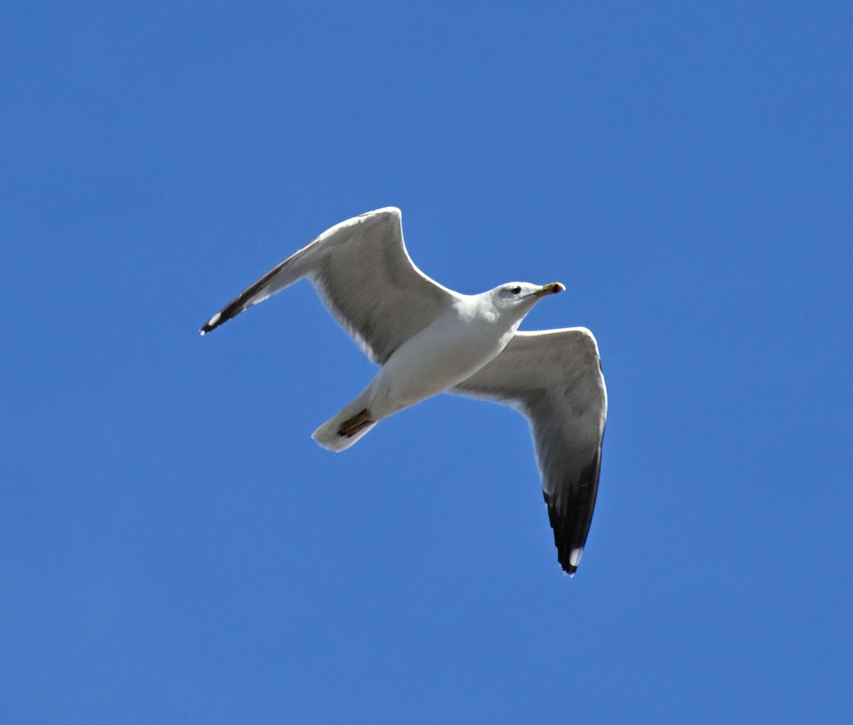 Yellow-legged Gull - ML645481726