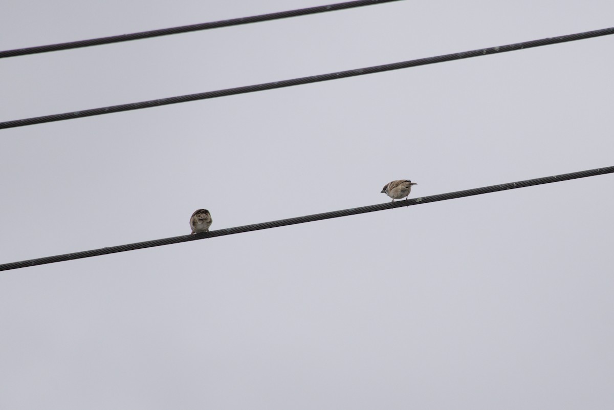 Ağaç Serçesi - ML645481727