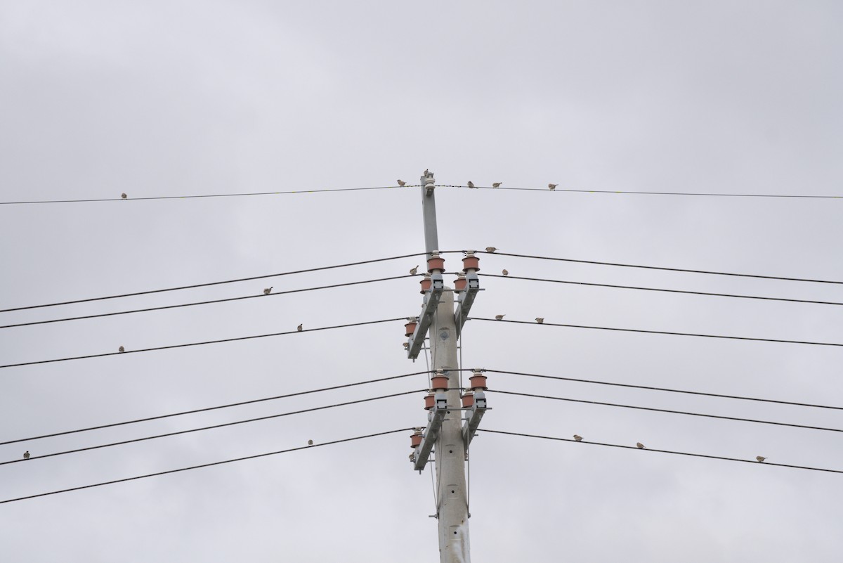 Ağaç Serçesi - ML645481728