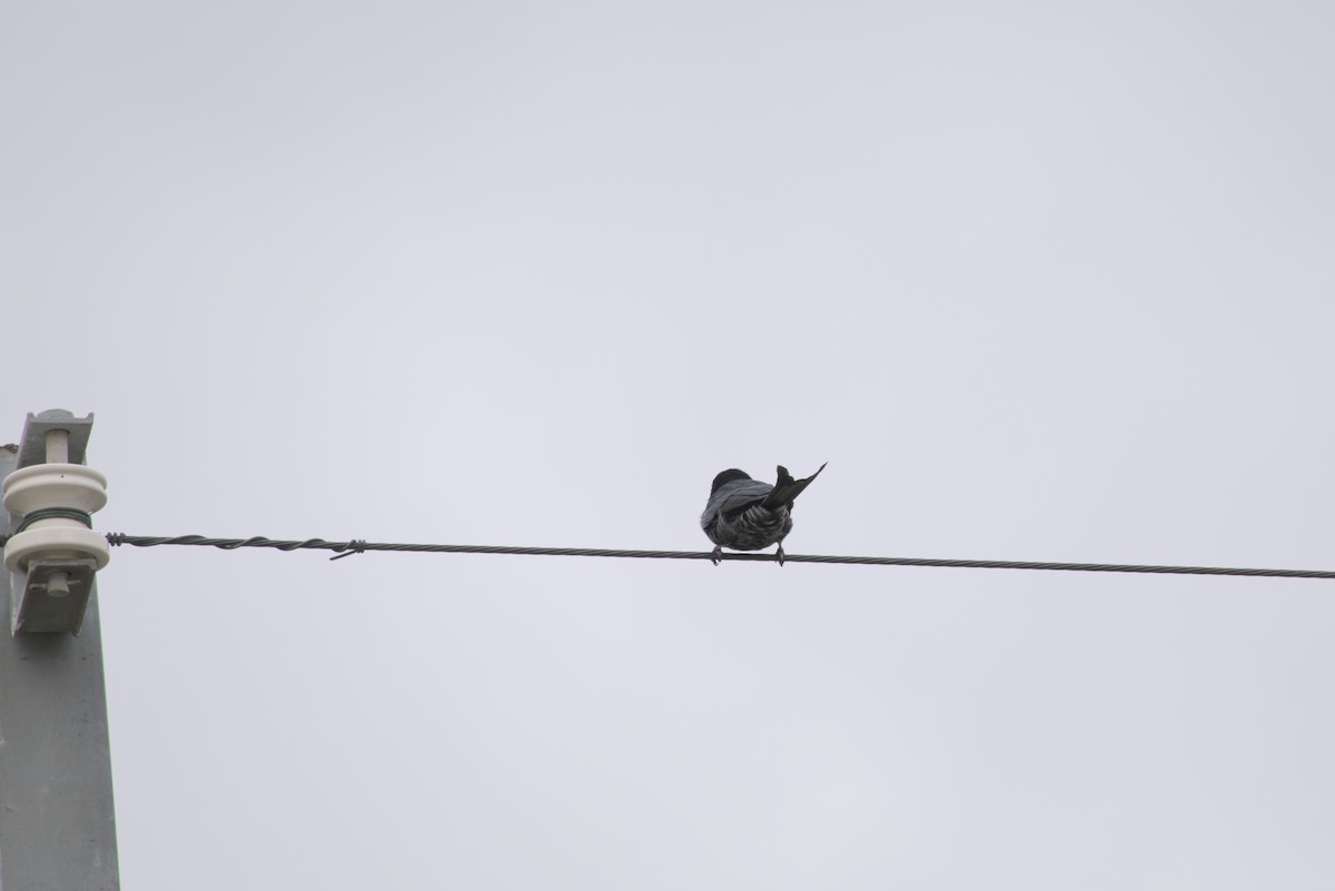 Black Drongo - ML645481729